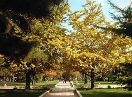 中央民族大學(xué)校園圖片_大學(xué)圖片4