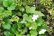 2019樂(lè)山27所中職名單