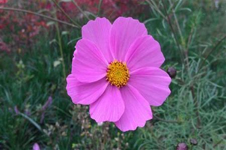 2017內(nèi)蒙古成考分?jǐn)?shù)線多少？